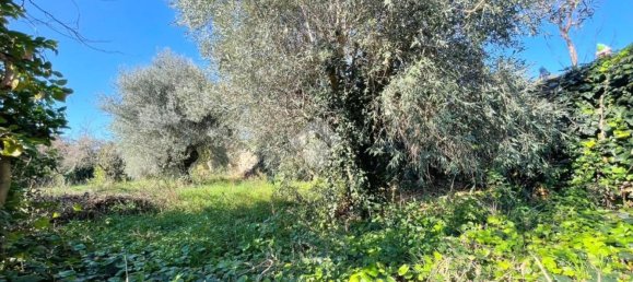 6-salle Maison à Velletri, Italy No. 209383 8