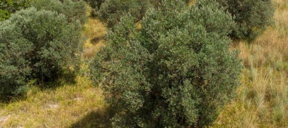 Terreno em Poggio Nativo, Italy N.º 362815 10