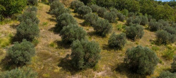 Terreno em Poggio Nativo, Italy N.º 362815 11