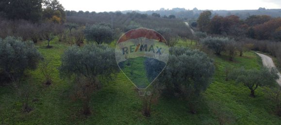 Terrain à Vasanello, Italy 6000m² No. 79366 17