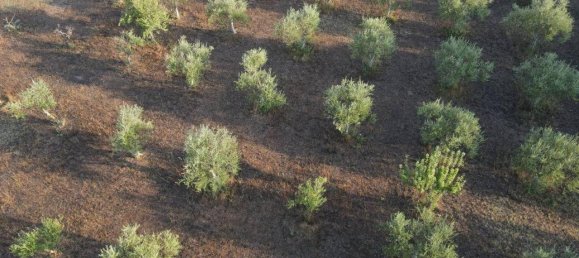 21-Zimmer Haus in Noto, Italy, Nr. 22071 40