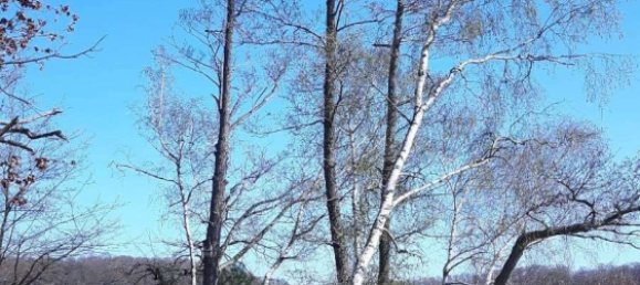 2 bedrooms House in Brandenburg, Germany No. 69043 30