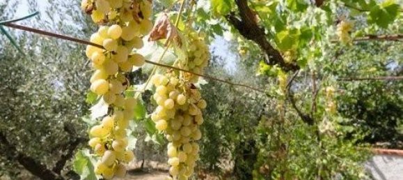 23 rooms House in Suvereto, Italy No. 83999 3