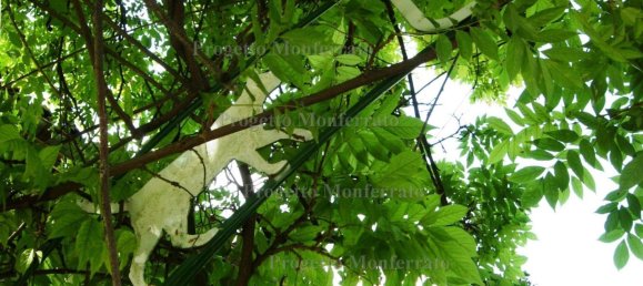 3 bedrooms House in Alessandria, Italy No. 355518 18