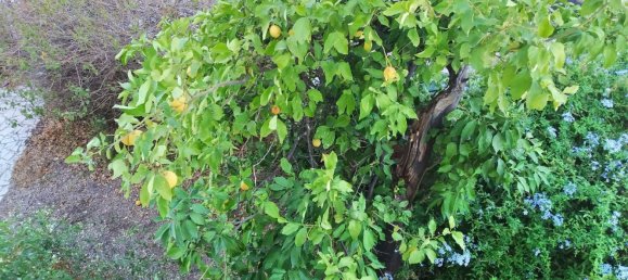 8 غرف نوم منزل في Malaga, Spain رقم 166174 30