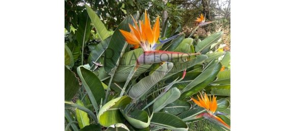 7 bedrooms Castles in Oeiras, Portugal No. 106044 37