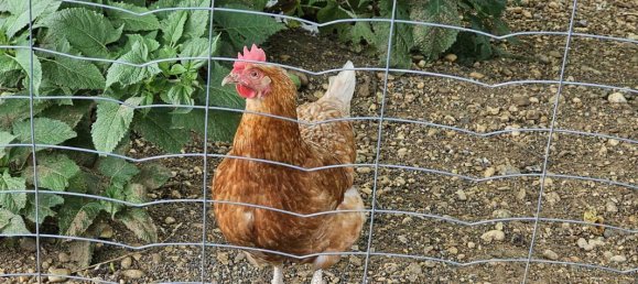 8غرفة منزل في Kapfenstein, Austria رقم 193078 26