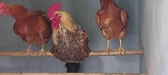 8غرفة منزل في Kapfenstein, Austria رقم 193078 25