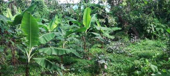 5747m² Hotel in La Plaine, Dominica No. 44 8