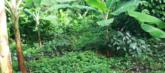 5747m² Hotel in La Plaine, Dominica No. 44 5