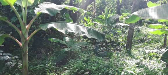 5747m² Hotel in La Plaine, Dominica No. 44 7