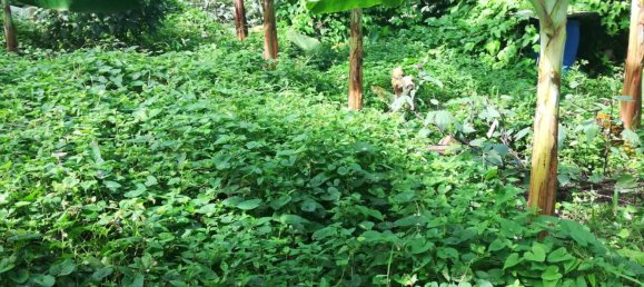 5747m² Hotel in La Plaine, Dominica No. 44 6