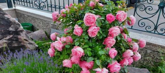 4 bedrooms House in Germersheim, Germany No. 145999 2