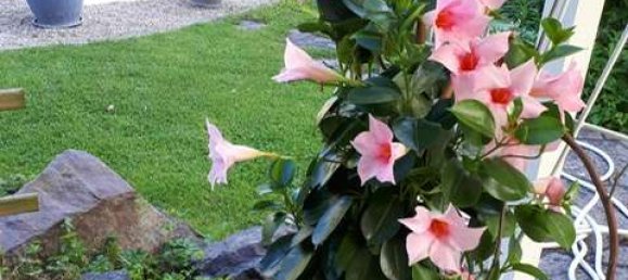 4 bedrooms House in Germersheim, Germany No. 145999 25