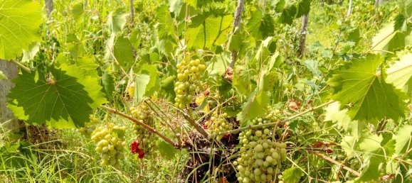 Casa de 4 dormitorios en Milo, Italy No. 331560 15