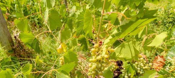 Casa de 4 dormitorios en Milo, Italy No. 331560 17