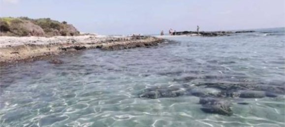 2 Schlafzimmer Wohnung in Salice Salentino, Italy, Nr. 280880 11