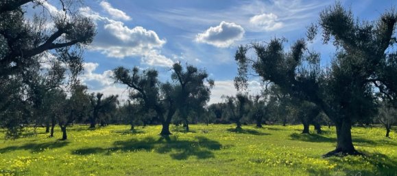 Estúdio em Ostuni, Italy N.º 63419 11