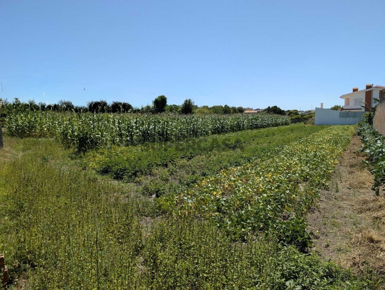 Земельный участок в Авейру, Португалия № 213154