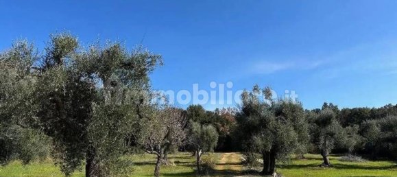 11 bedrooms House in Ostuni, Italy No. 348131 34