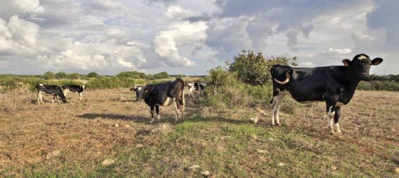 Дом с 1 спальней в Менорка, Испания № 83213 5