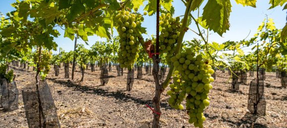 Grundstück in Mascali, Italy 88000m², Nr. 272672 12