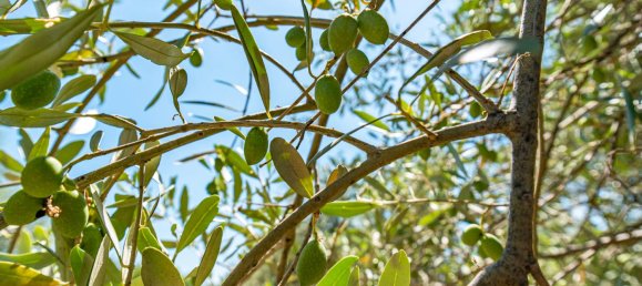 Grundstück in Mascali, Italy 88000m², Nr. 272672 16