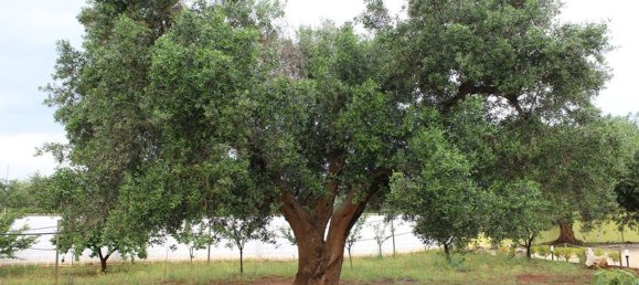 Edificio en Leverano, Italy 18500 m² No. 103349 23