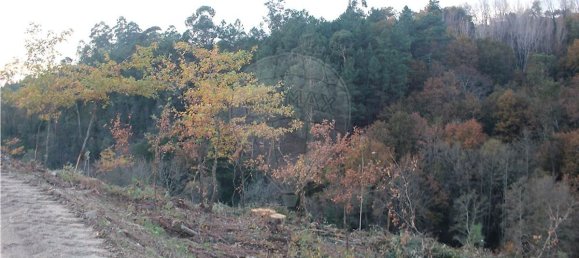 10538m² Land in Rossas, Portugal No. 35811 23