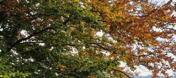 5 bedrooms House in Fabbriche di Vergemoli, Italy No. 315588 16