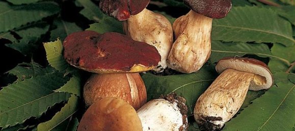 5 bedrooms House in Fabbriche di Vergemoli, Italy No. 315588 22