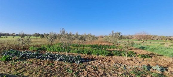 3-Zimmer Haus in Cutrofiano, Italy, Nr. 142412 10