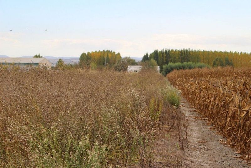 Terreno en Fuente Vaqueros, Spain 7076 m² No. 223764