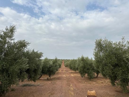 300000m² Land in Jaen, Spain No. 193401