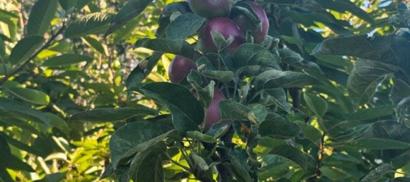  Land in Wuppertal, Germany No. 301878 7