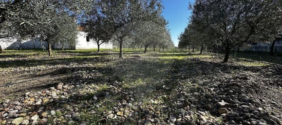 Studio in Marinhais, Portugal, Nr. 188657 7