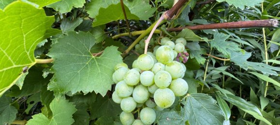 3 غرف نوم منزل في Saarlouis, Germany رقم 258438 30