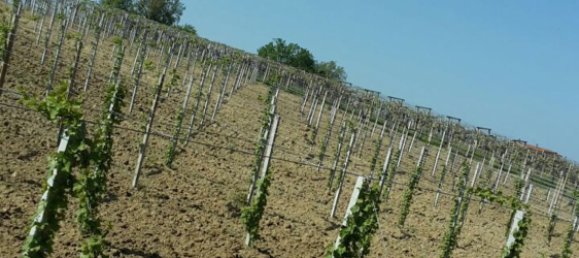 17000m² Land in Arielli, Italy No. 11700 3