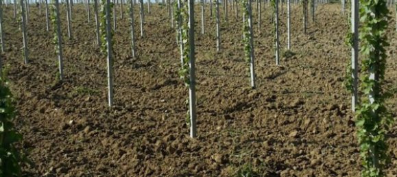 17000m² Land in Arielli, Italy No. 11700 4