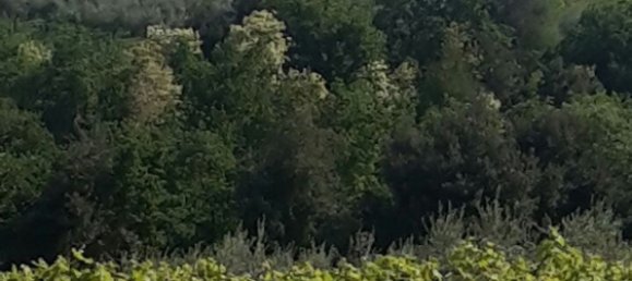 17000m² Land in Arielli, Italy No. 11700 10