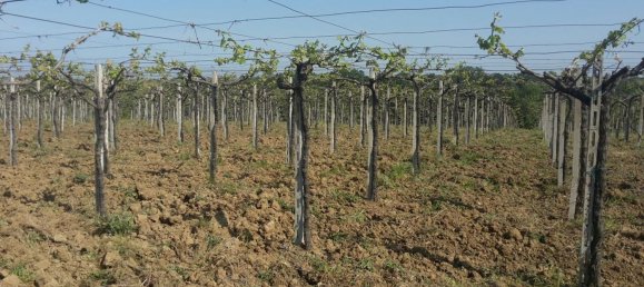 17000m² Land in Arielli, Italy No. 11700 6