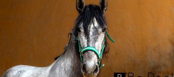 2 bedrooms House in Mijas, Spain No. 138981 15