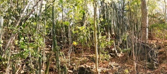 6394m² Hotel in Saint Joseph, Dominica No. 58 9