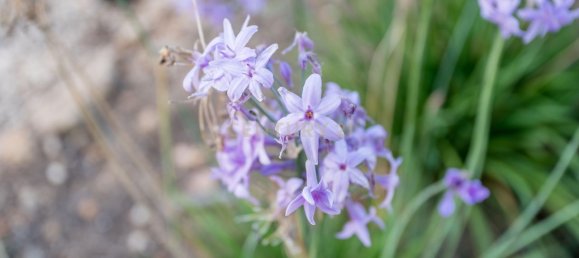 4 Schlafzimmer Haus in Alvor, Portugal, Nr. 136107 31