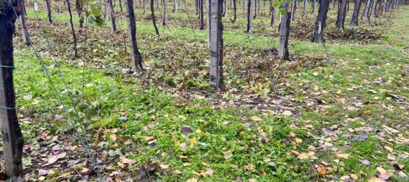 30000m² Land in Carpi, Italy No. 103629 9