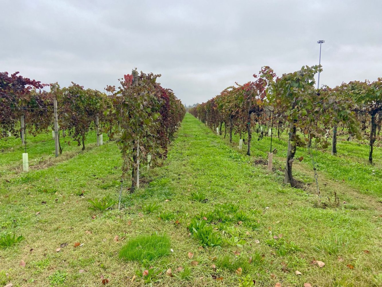 30000m² Land in Carpi, Italy No. 103629