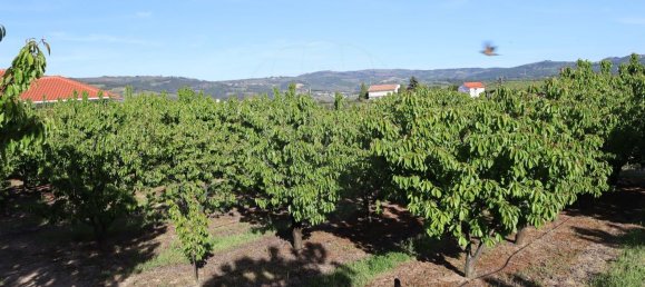 12016m² Land in Lamego, Portugal No. 80698 8