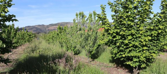 12016m² Land in Lamego, Portugal No. 80698 7