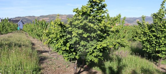 12016m² Land in Lamego, Portugal No. 80698 3