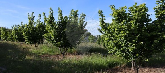 12016m² Land in Lamego, Portugal No. 80698 4